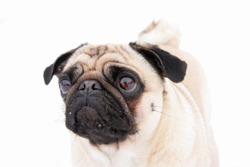 Pug