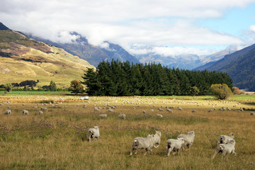 Sheep station in the Wilderness