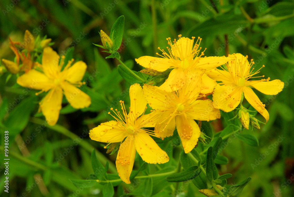 Poster johanniskraut - st johns wort 18