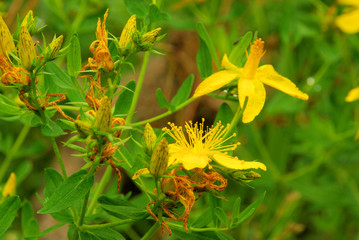 Johanniskraut - St Johns wort 16