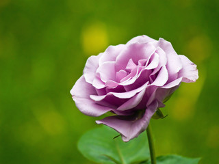 Purple rose blooming in a garden setting