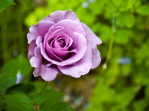 Purple rose blooming in a garden setting