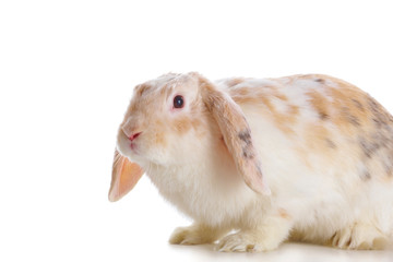 Cute rabbit over white background