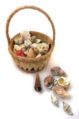 Basket of shells