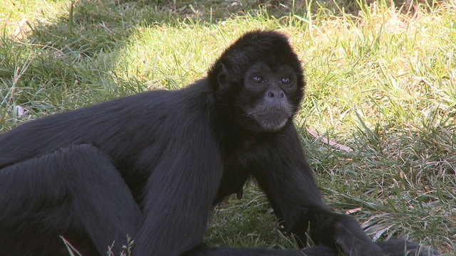 Bored spider monkey