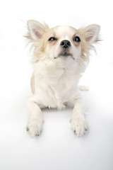 Winking chihuahua puppy lying on white