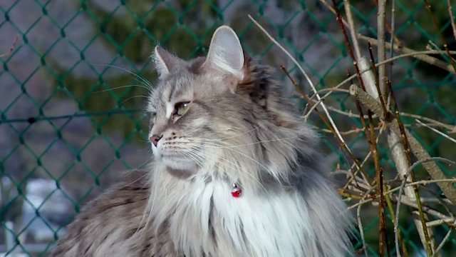 Portrait d'une chatte maine coon grise.