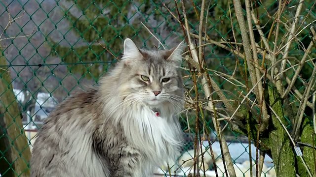 Chatte maine coon baillant.