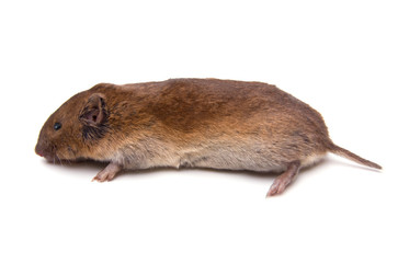 Woodland Vole