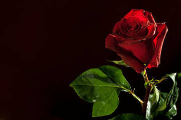 Fototapeta premium red rose on dark background