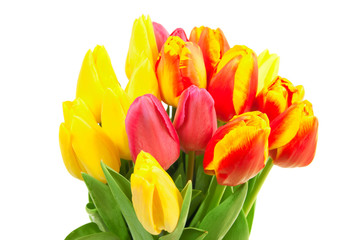 spring tulips isolated