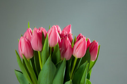 spring tulips on gray