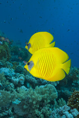 Naklejka na ściany i meble Vibrant yellow tropical fish