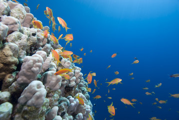 Fototapeta na wymiar Gold Tropical fish and coral reef