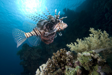 Ornate tropical lion fish