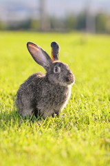 Rabbit