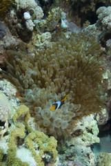 Red sea anemonefish (amphiprion bicinctus)