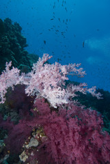 Naklejka na ściany i meble Vibrant soft coral