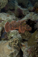 Bearded scorpionfish (scorpaenopsis barbata)