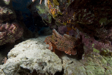 Bearded scorpionfish (scorpaenopsis barbata)