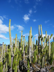Cacti And Sky