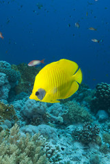 Obraz na płótnie Canvas Vibrant yellow tropical fish