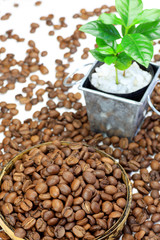 coffee beans and coffee tree