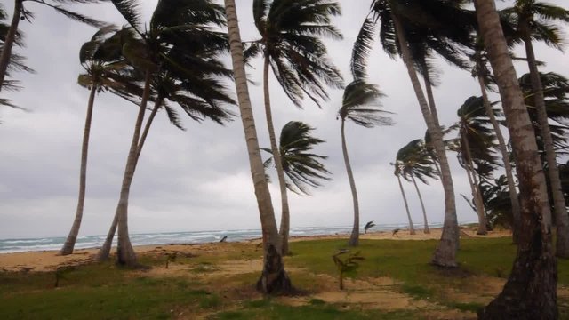 palm trees swaying in stormy breeze by caribbean sea nicaragua