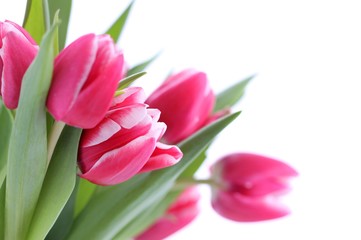 Tulpen