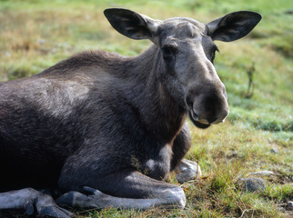 Fototapeta premium Elch_115745