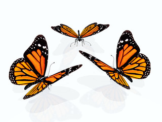 Schmetterling