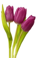 Violet spring tulips on white background