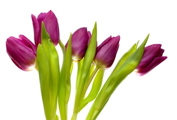 Violet spring tulips on white background