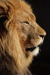 African lion (Panthera leo) against a black background