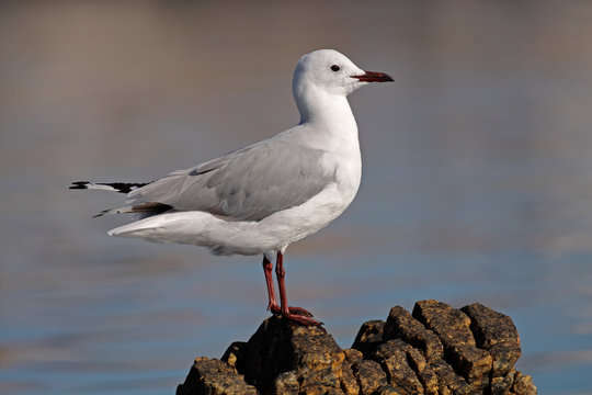 Hartlaub's gull (Larus hartlaubii), South Africa