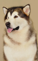 alaska malamute