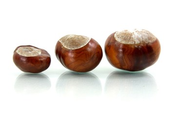 IMG_1813_chestnut03.jpg