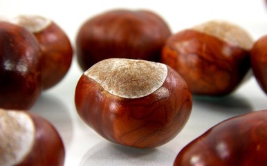 IMG_1823_chestnut10.jpg