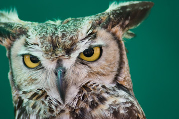 European Eagle Owl face on