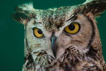 European Eagle Owl head shot
