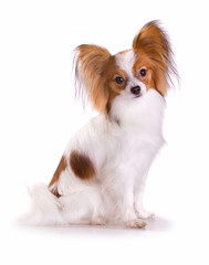 Dog of breed papillon