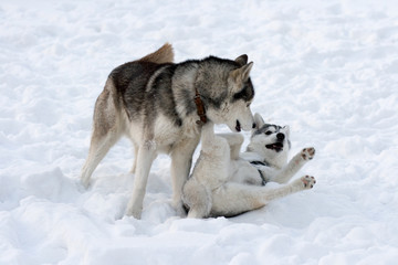 dog
