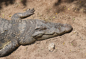 Crocodile sunbathing on beach