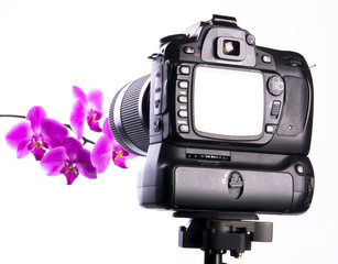 Photographing orchid in photo studio