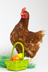 Hen with eggs