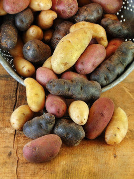 Variety of Fingerling Potatoes in Colander