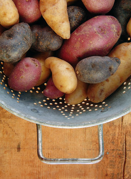 Variety of Fingerling Potatoes in Collander