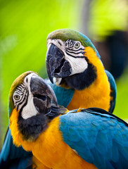 Mooie kleurrijke papegaai