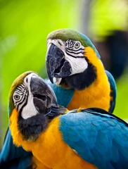 Deurstickers Papegaai Mooie kleurrijke papegaai