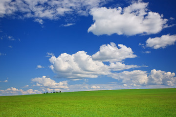 Fototapeta na wymiar Green grass, the blue sky and white clouds
